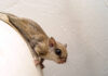 Flying Squirrel