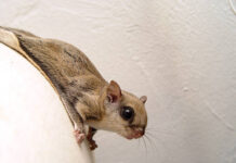 Flying Squirrel